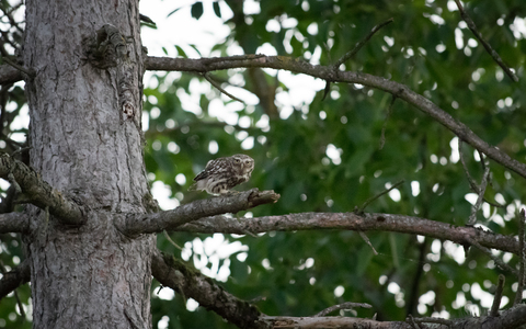 Chevêche d'Athéna (Athene noctua)