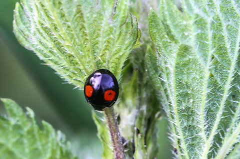 Harmonia axyridis