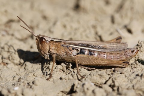 Chorthippus albomarginatus