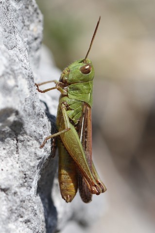 Chorthippus biguttulus