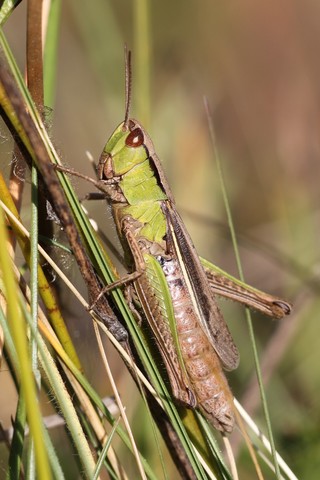 Chorthippus dorsatus