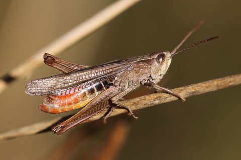 Chorthippus dorsatus