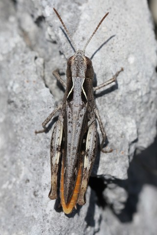 Chorthippus vagans
