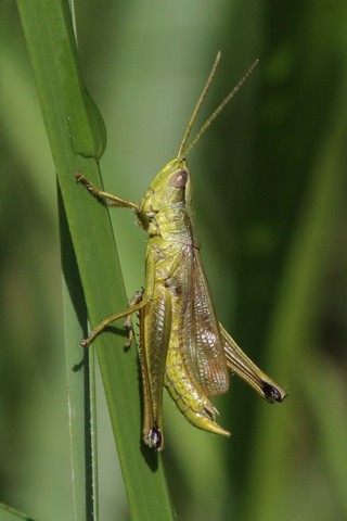 Chrysochraon dispar
