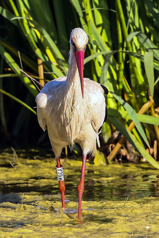 Ciconia ciconia