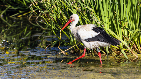 Ciconia ciconia