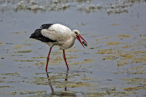 Ciconia ciconia