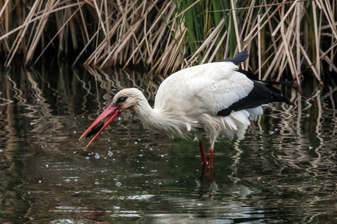 Ciconia ciconia