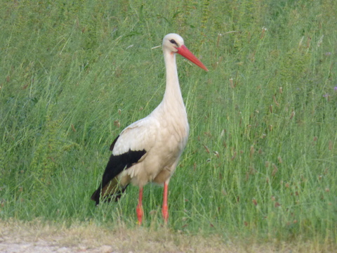 cigogne adulte