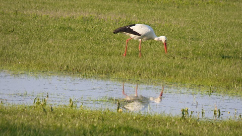 cigogne blanche