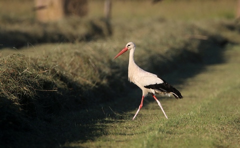 Cigogne blanche