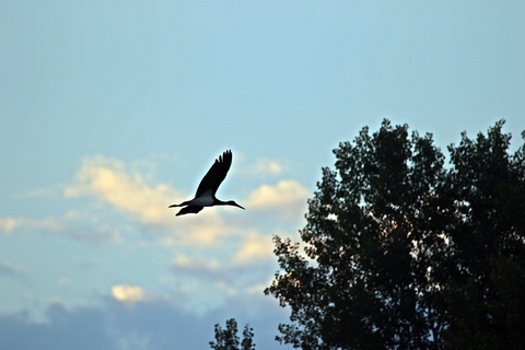Cigogne noire en vol
