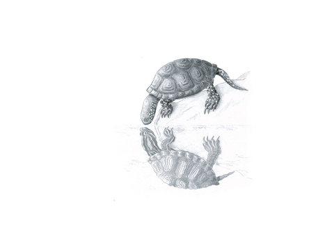 Cistude d'Europe vs Tortue de Floride