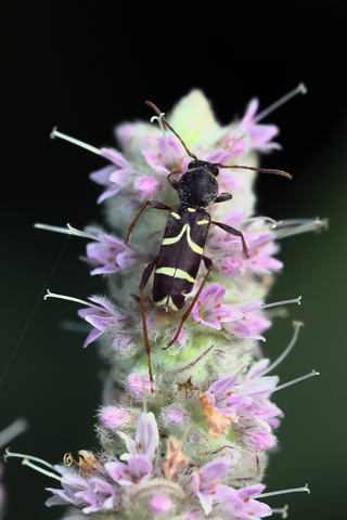 Clytus arietis, le Clyte bélier