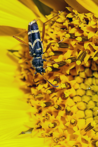 Clytus arietis, le Clyte bélier