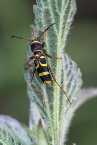 Clytus arietis, le Clyte bélier