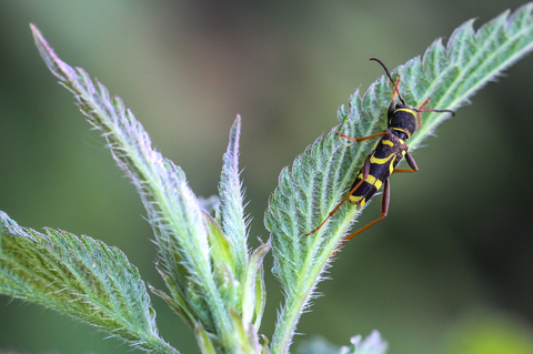 Clytus arietis, le Clyte bélier