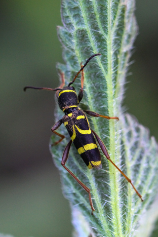 Clytus arietis, le Clyte bélier