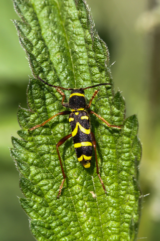 Clytus arietis, Le Clyte bélier