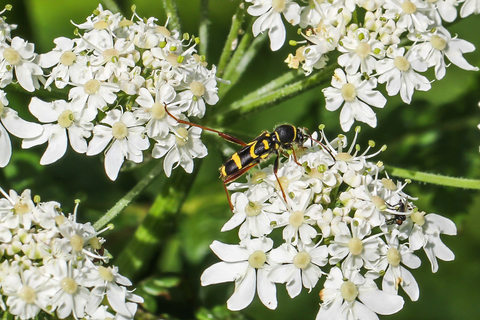 Clytus arietis, le Clyte bélier