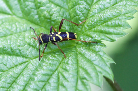Clytus arietis, le Clyte bélier