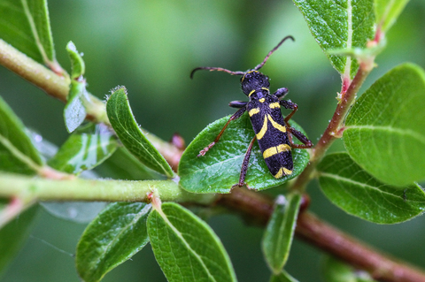 Clytus arietis, le Clyte bélier