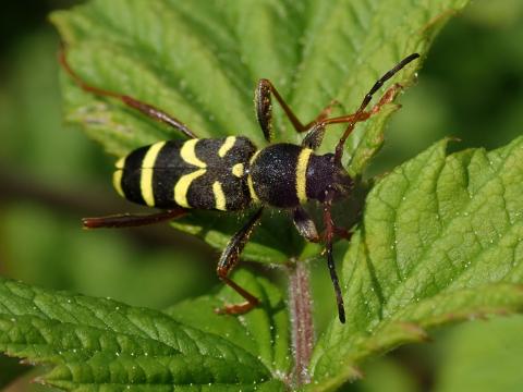 Clytus arietis
