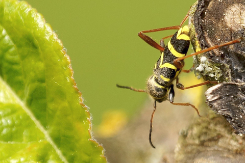 Clytus arietis