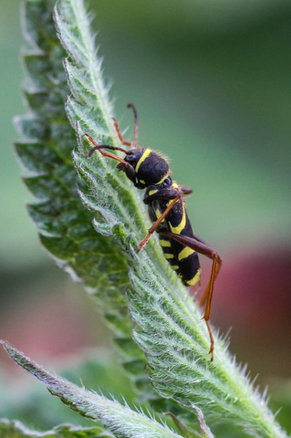 Clytus arietis