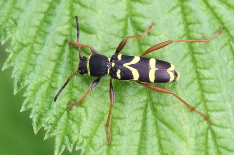 Clytus arietis