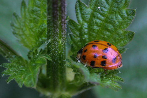 Coccinelle asiatique - Harmonia axyridis