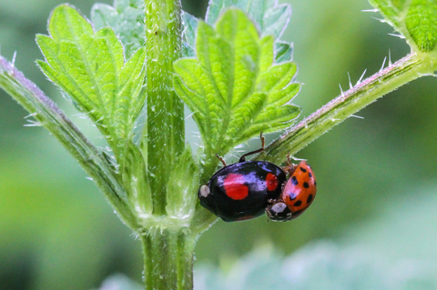 Coccinelle asiatique - Harmonia axyridis