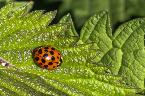 Coccinelle asiatique - Harmonia axyridis