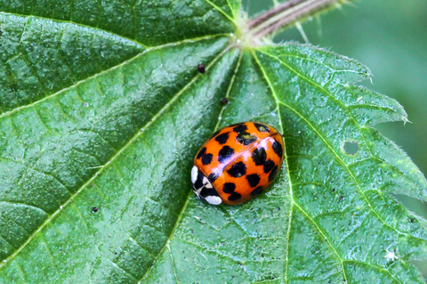 Coccinelle asiatique - Harmonia axyridis