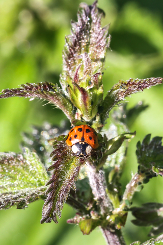 Coccinelle asiatique - Harmonia axyridis