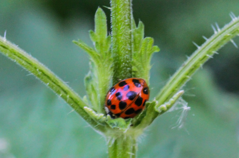 Coccinelle asiatique - Harmonia axyridis