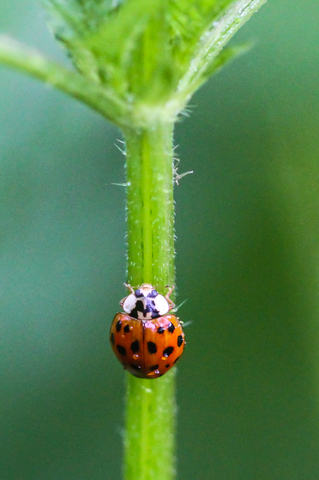Coccinelle asiatique (La) - Harmonia axyridis