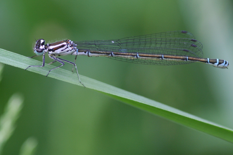 Coenagrion puella (F)