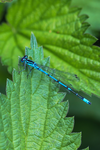 Coenagrion puella, l'Agrion jouvencelle