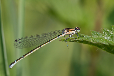 Coenagrion puella