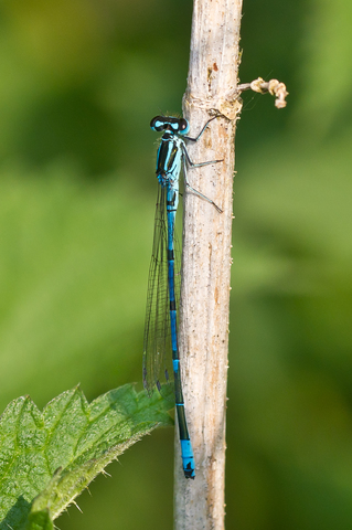 Coenagrion puella
