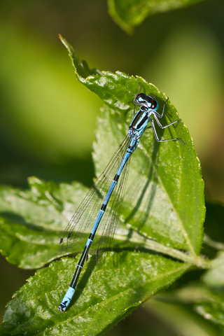 Coenagrion puella
