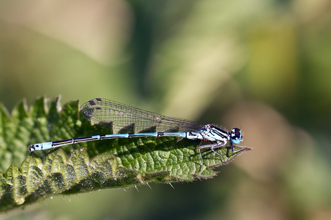 Coenagrion puella