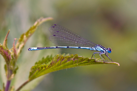Coenagrion puella