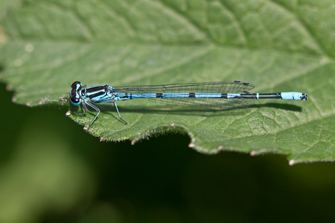 Coenagrion puella