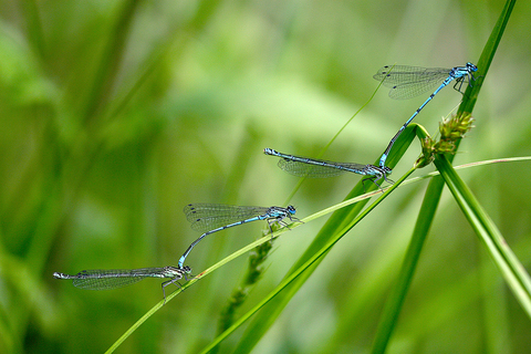 Coenagrion puella