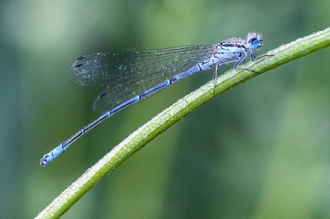 Coenagrion puella