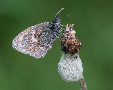 Coenonympha pamphilus, le Fadet commun