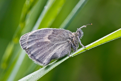 Coenonympha pamphilus