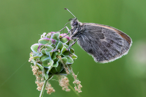 Coenonympha pamphilus